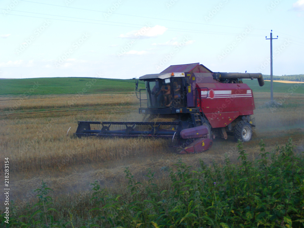 Obraz premium Agricultural scene: red combine in oast field in Belarus
