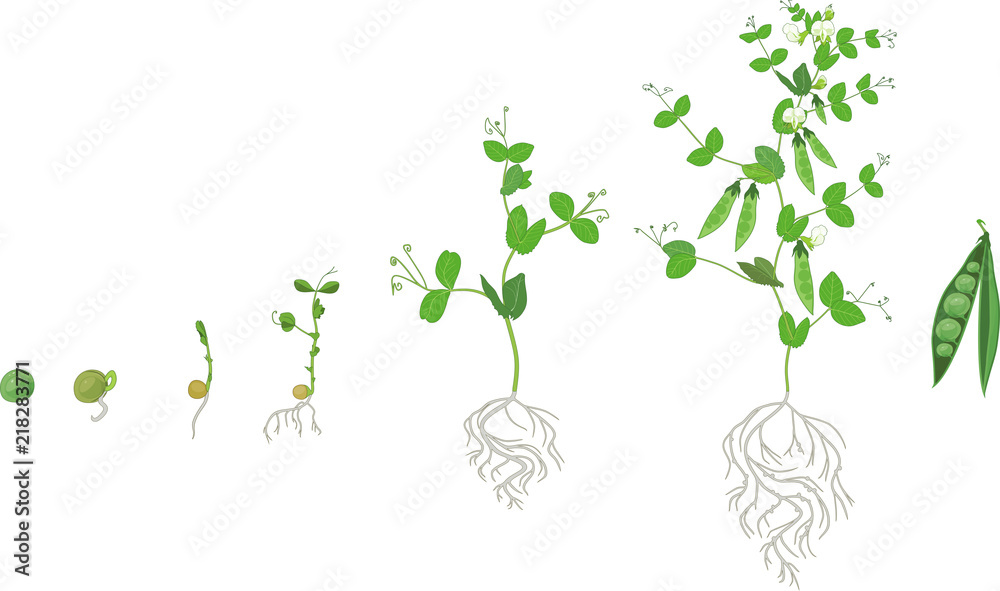 Life cycle of pea plant with root system. Stages of pea growth from