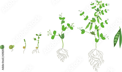 Life cycle of pea plant with root system. Stages of pea growth from seed and sprout to adult plant with fruits photo