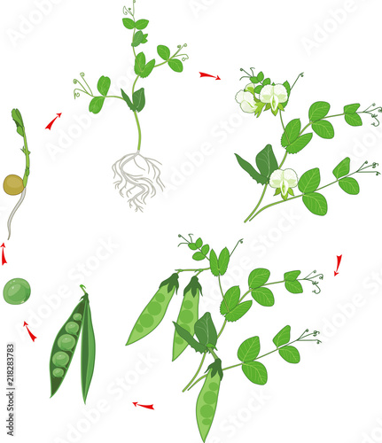 Life cycle of pea plant. Stages of pea growth from seed and sprout to adult plant with fruits