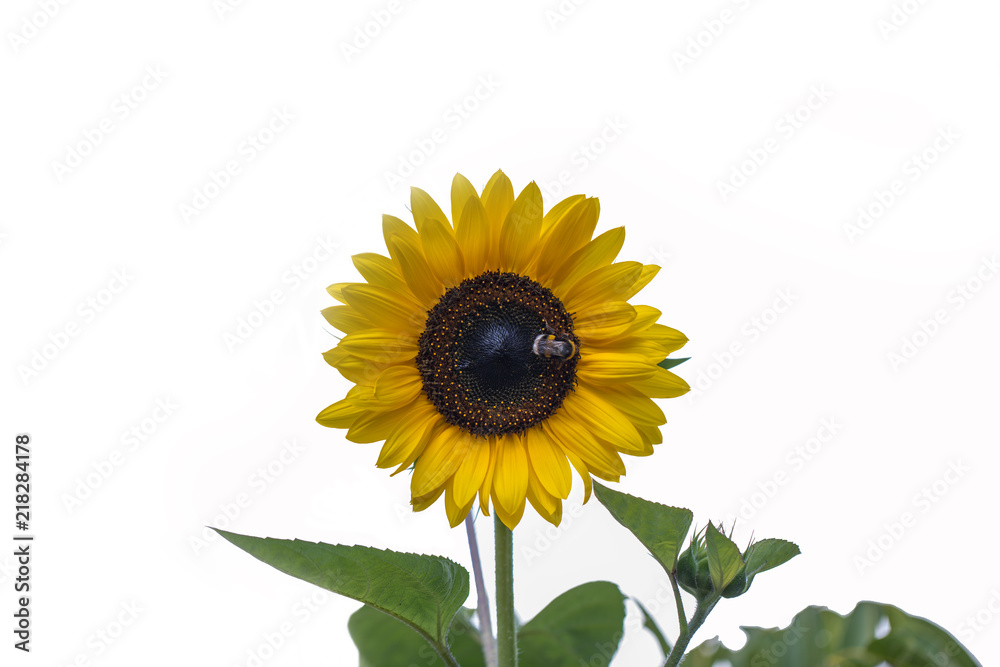 Obraz premium Sonnenblume mit weißen Hintergrind