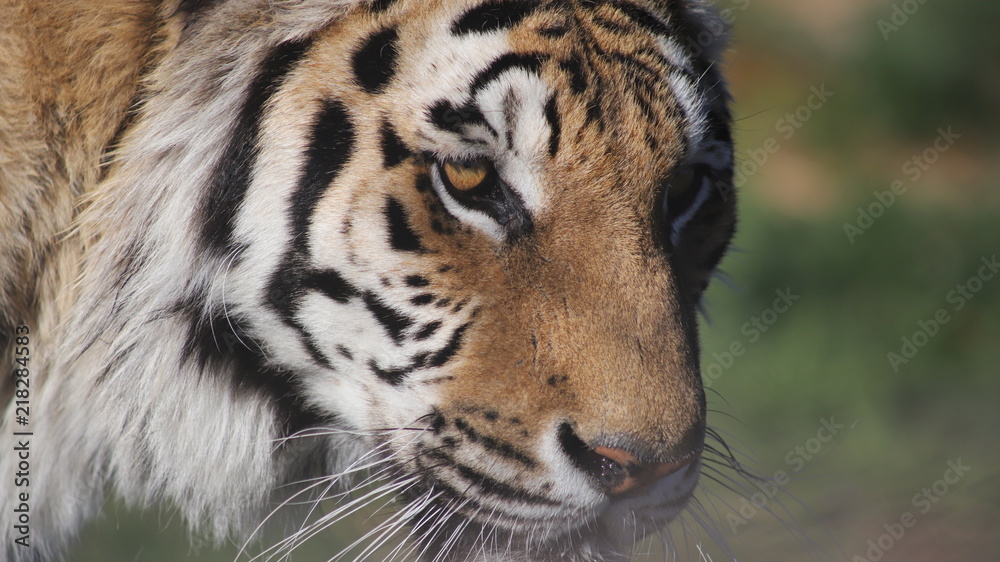 Bengal Tiger Bengal Tiger