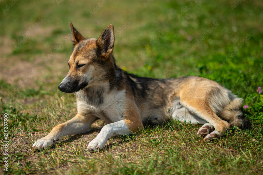 Beautiful shepherd dog sitting on green grass outdoor