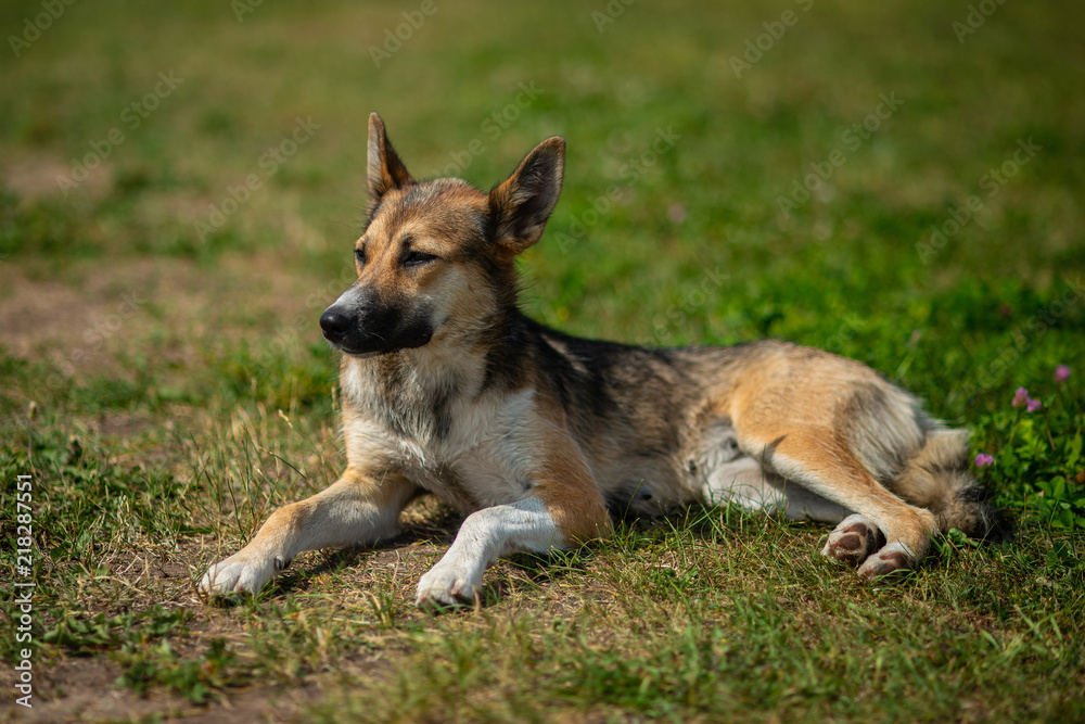 Beautiful shepherd dog sitting on green grass outdoor