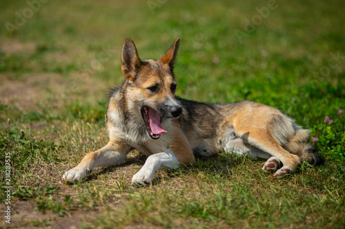 Beautiful shepherd dog sitting on green grass outdoor © Vladimir