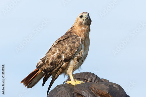 Red-Tailed Hawk at Saunders Pond photo