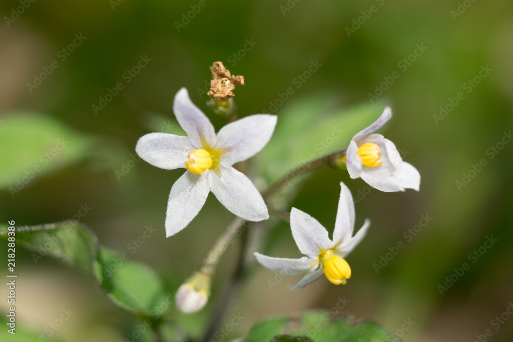 Flores de Campo