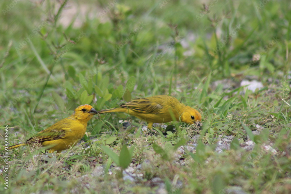 AVES AVES