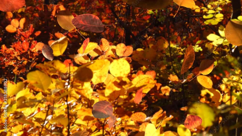 Falling cotinus leaves in autumn forest with smoke bush trees in background, 3D rendered, UHD Falling cotinus leaves in autumn forest with smoke bush trees in background, 3D rendered, UHD