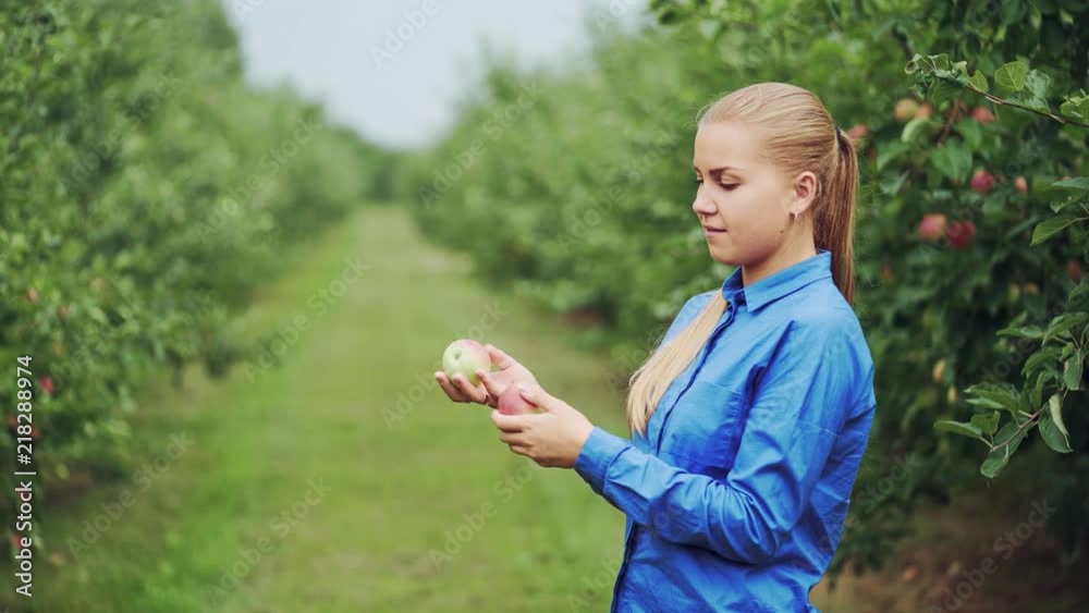 Beautiful young woman picking ripe organic apples in orchard Beautiful young woman picking ripe organic apples in orchard