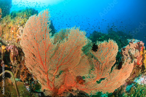 Beautifully colored Sea Fans on a tropical coral reef in Myanmar
