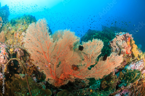Beautifully colored Sea Fans on a tropical coral reef in Myanmar