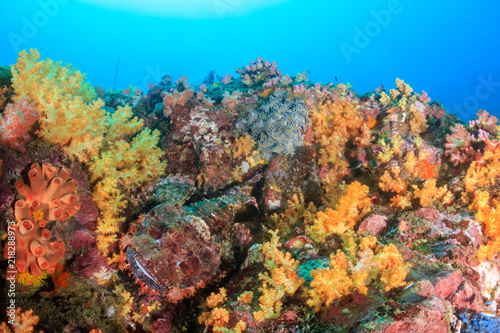 A well camouflaged Scorpionfish hidden on a colorful tropical coral reef