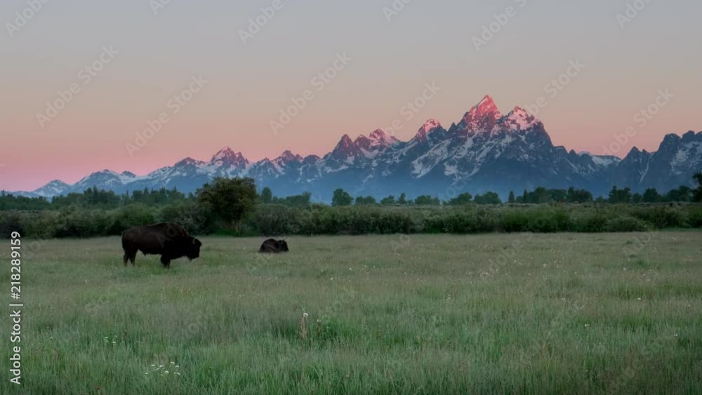 two bison grazing as the sun first shines on the peak of grand teton in grand teton national park in the united states two bison grazing as the sun first shines on the peak of grand teton in grand teton national park in the united states