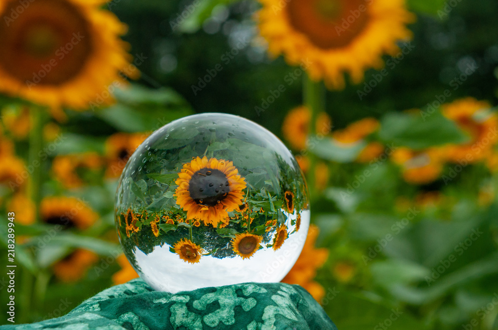 Sunflower viewed through glass lens ball