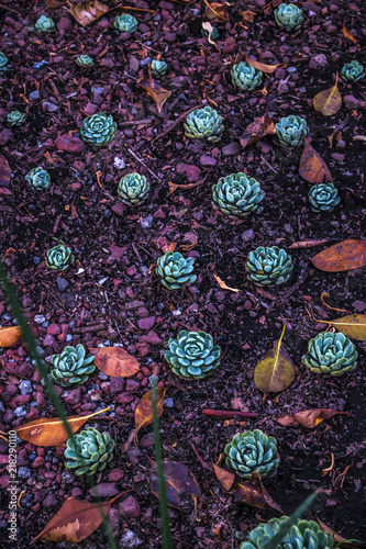 Echeverria flowers natural pattern. photo