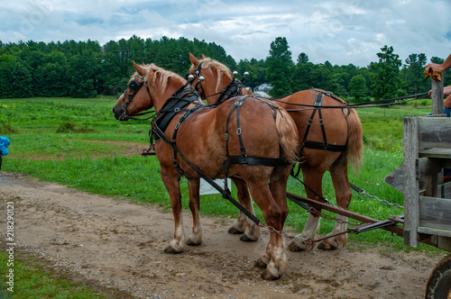 Work horses at Sunflower Fields © Kate Wilcox