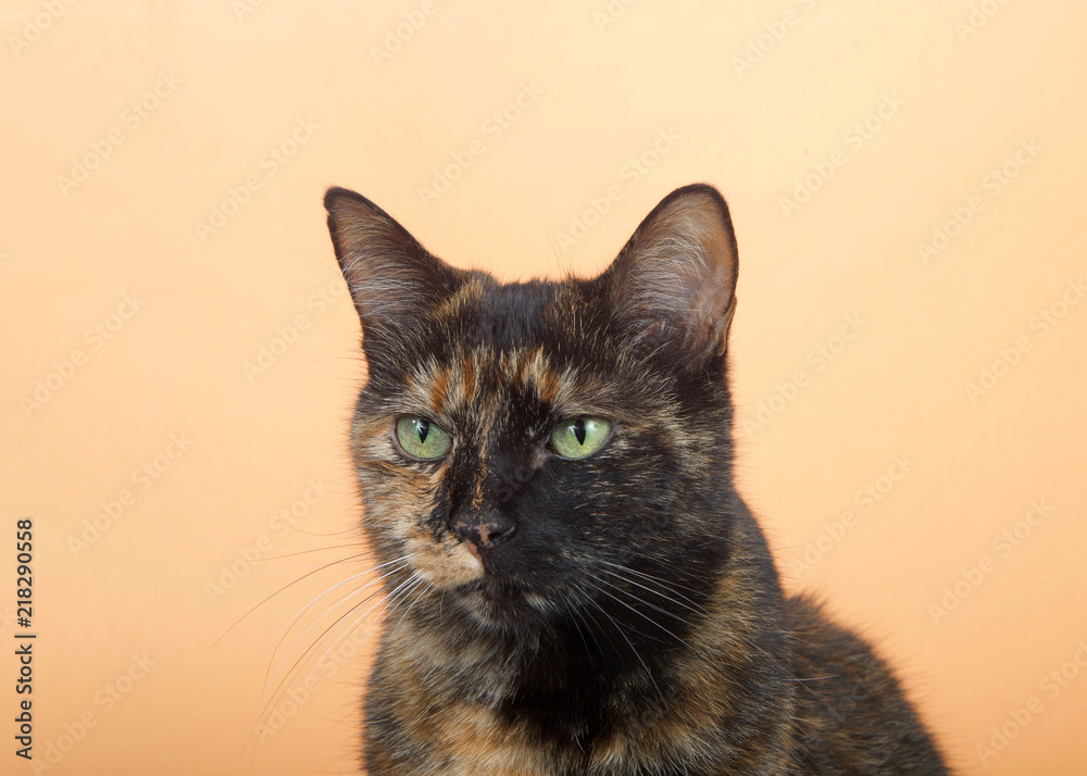 Portrait of one tortie torbie tabby cat on an orange background. Looking directly to viewers left with a curious attentive expression. Copy space.