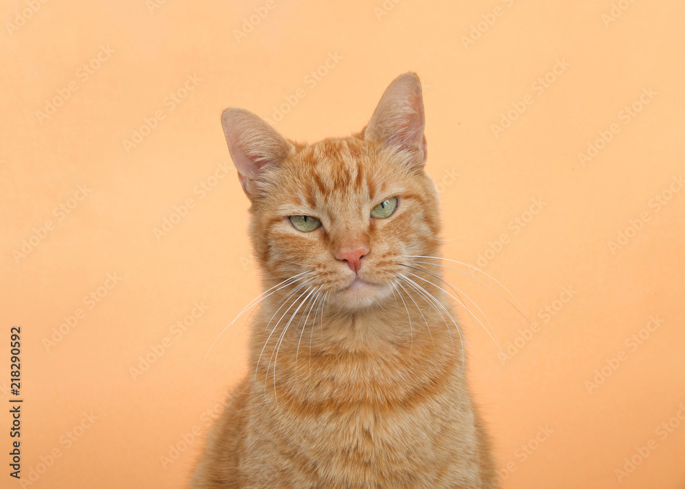Portrait of one orange tabby ginger cat on an orange background. Looking directly at viewer with squinting eyes as if glaring. Angry or irritated expression. copy space.