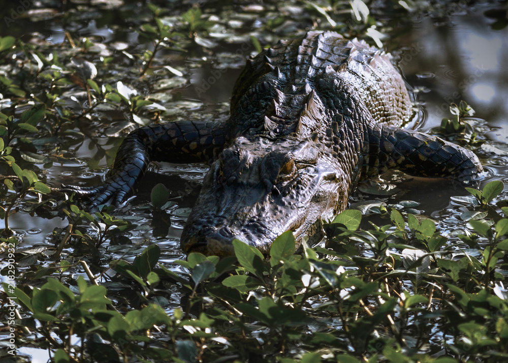 Louisiana Swamp Alligator