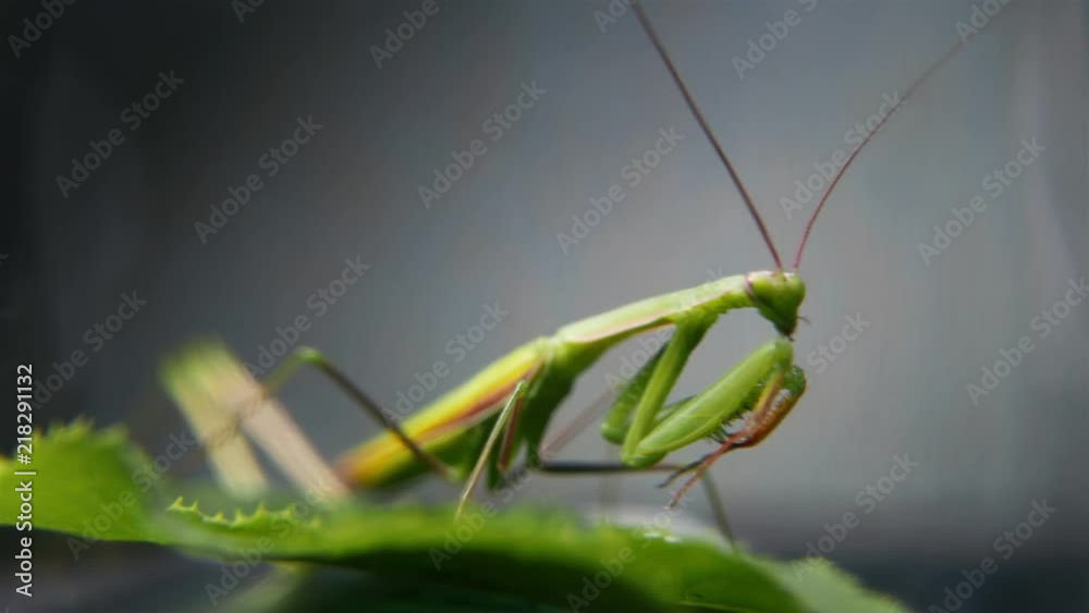 Insect predator. Mantis religiosa Insect predator. Mantis religiosa