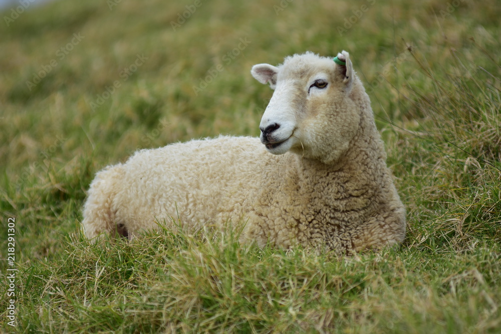 Isolated adult sheep female resting on quite dry grass. Isolated adult sheep female resting on quite dry grass.