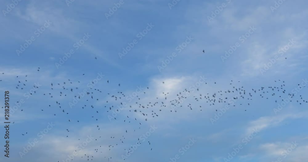 Bat emergence from under the bridge at South Walnut Ave. and Highway 35 in New Braunfels Texas. Bat emergence from under the bridge at South Walnut Ave. and Highway 35 in New Braunfels Texas.