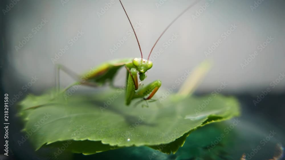 Insect predator. Mantis religiosa hunts insect and eats the victim Insect predator. Mantis religiosa hunts insect and eats the victim