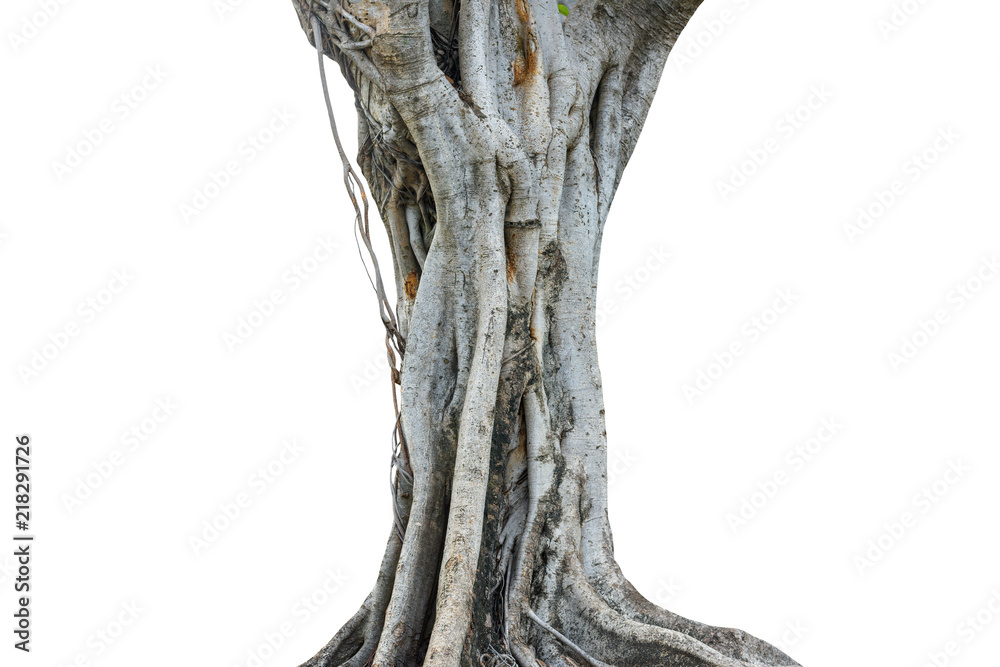 Roots of a tree and trunk isolated on white background. This has clipping path.