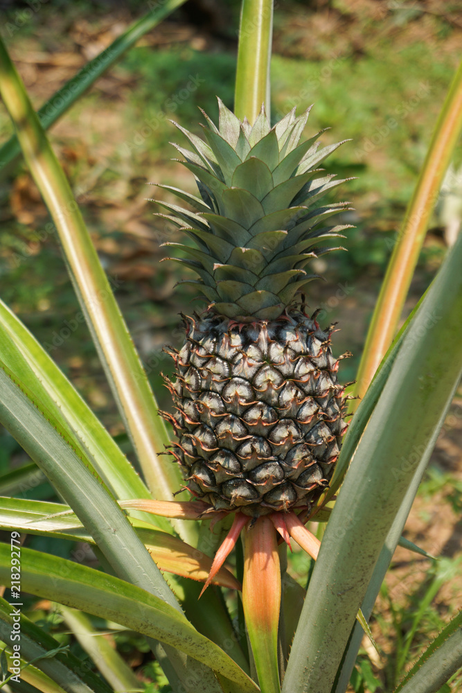 young pineapple in field