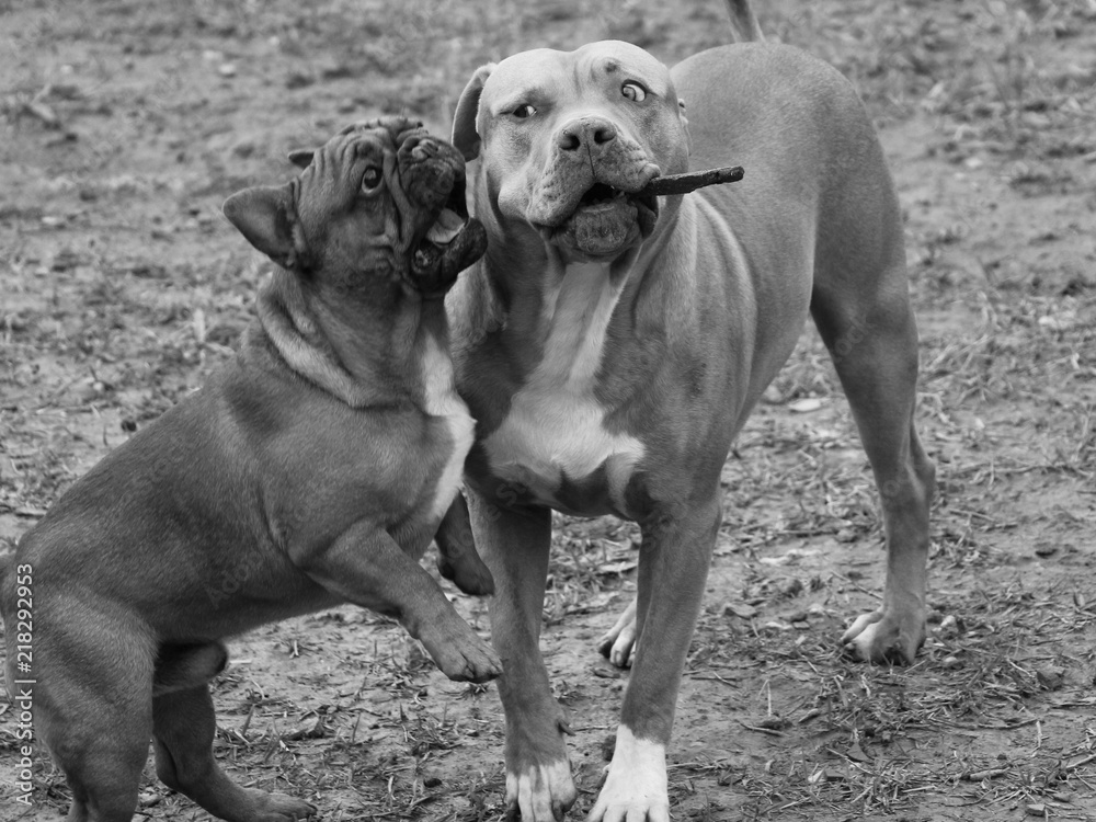 Pitbull and french bulldog 2025
