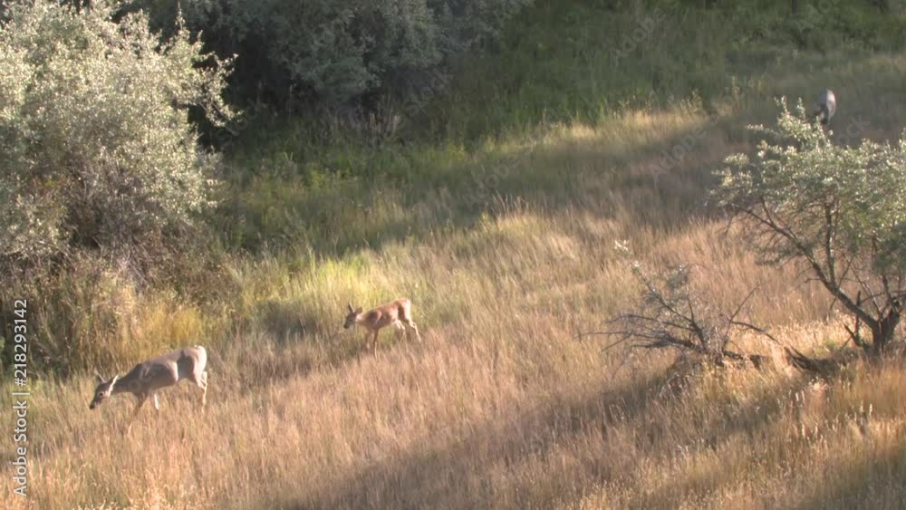 whitetail deer, bucks and does, in Montana. high speed and slow motion
