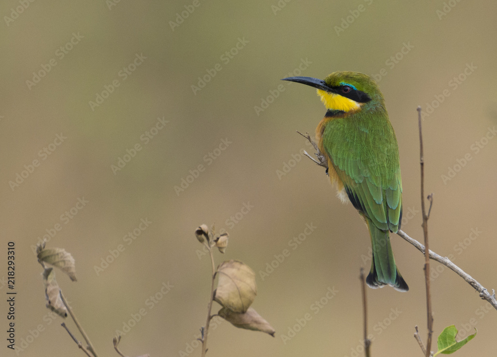 The African Bee Eater