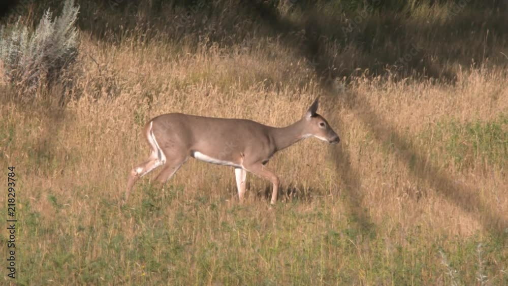 whitetail deer, bucks and does, in Montana. high speed and slow motion whitetail deer, bucks and does, in Montana. high speed and slow motion