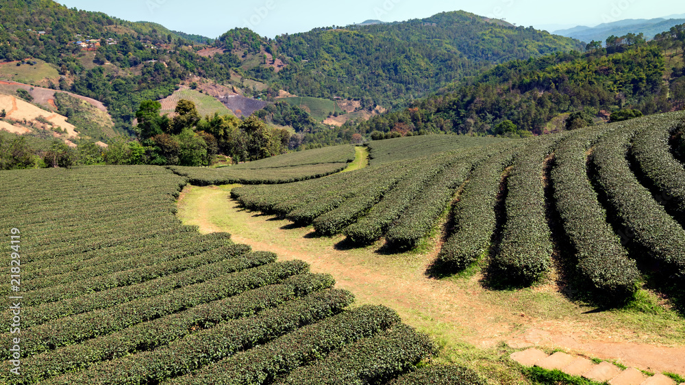 Tea plantation row . Tea plantation row .