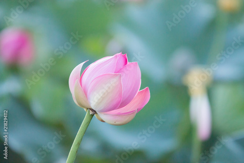 a lonely closed red lotus flower among green foliage
