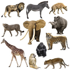 African animals set