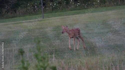 baby whitetail deer
