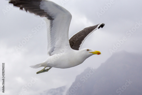 Seagull in flight - Bariloche - Argentina