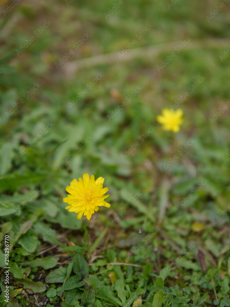 Flatweed yellow flower with blur background Flatweed yellow flower with blur background