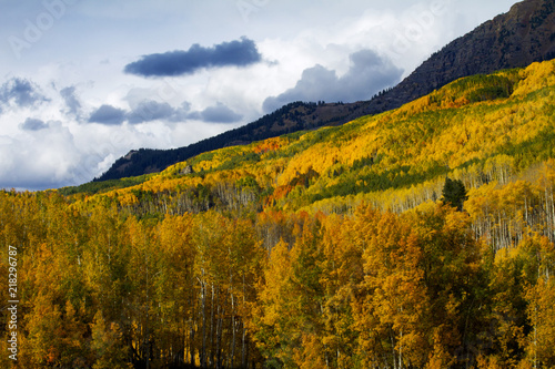 Golden Aspen Trees in the Colorado Rocky Mountains