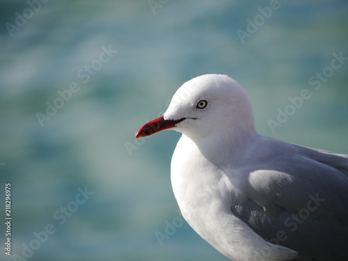 Great Black-Backed Gull with blur background in New Zealand © Keerathi
