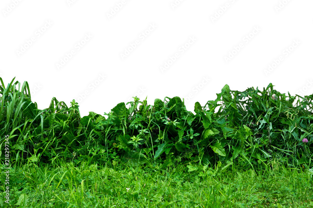 Green grass isolated on white Green grass isolated on white