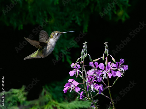 Female Ruby-throated Hummingbird sipping nectar from the pink fireweed flower