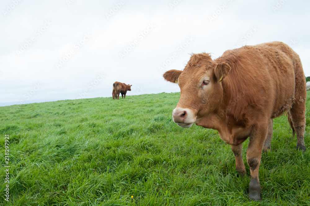 Mama cow Mama cow