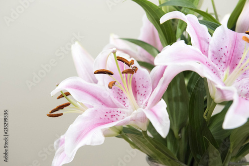 Fotografia Lilium 'Stargazer' (the 'Stargazer lily') is a hybrid lily of the 'Oriental group'
