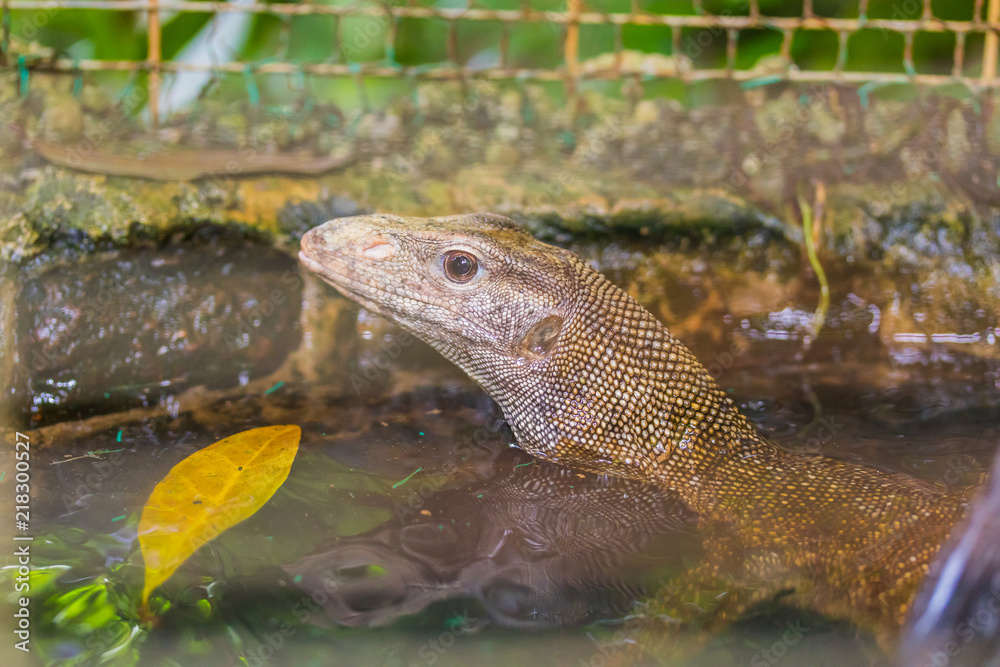 Fototapeta premium Lizzard in Water