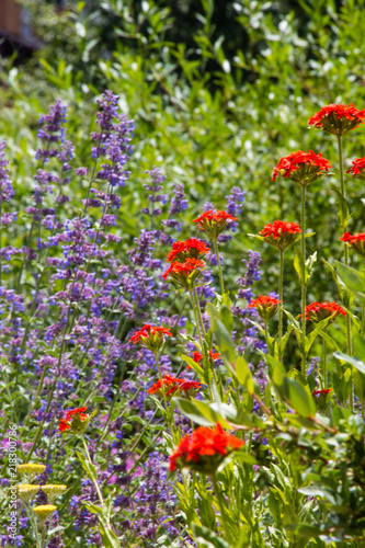 Wildflowers Breckenridge Colorado