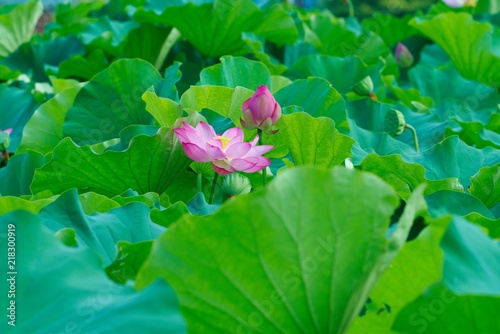 Ancient Lotus blooms in the morning  
