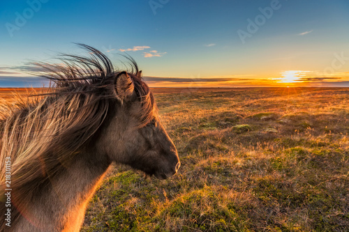 Icelandic horse enjoys a sunset